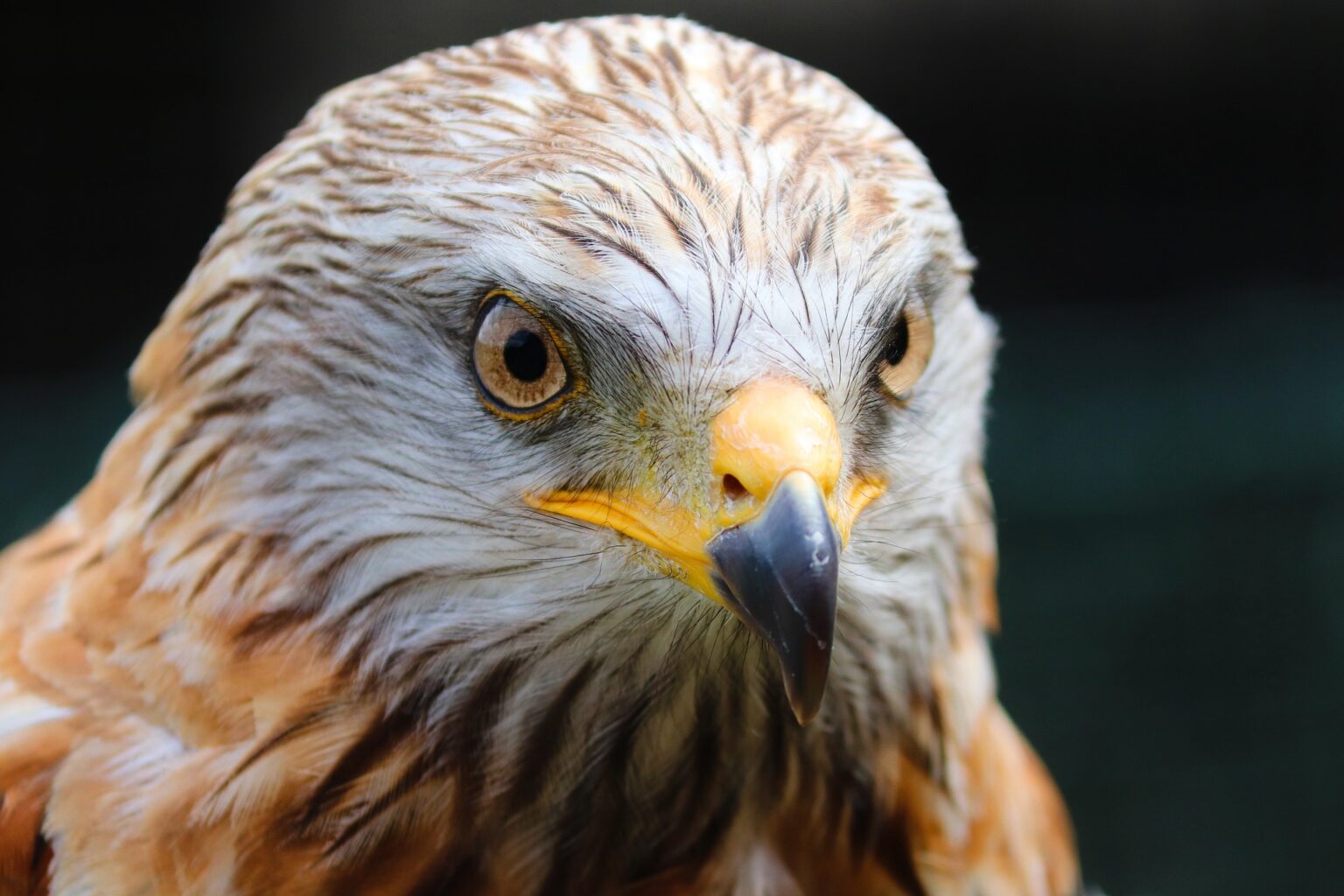 Can You Get a Falconry License? All You Need To Know Falconry Advice