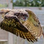 eagle-owl eurasian