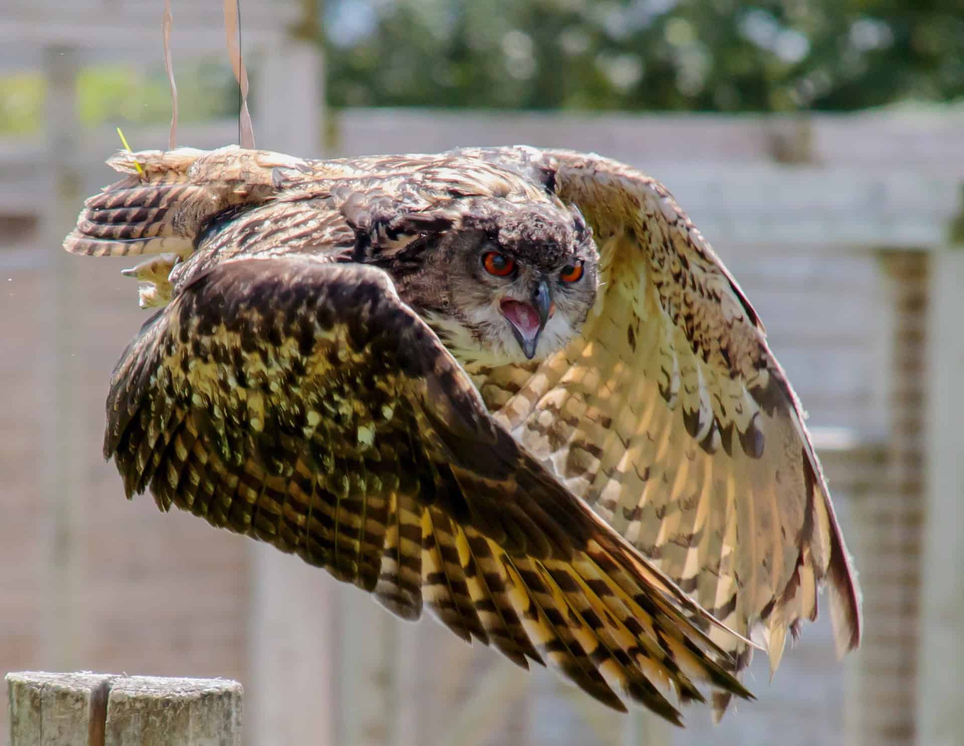 Eurasian Eagle-Owl in flight, wings spread, preparing to land.