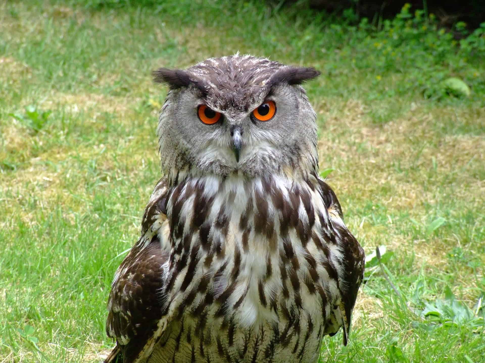 Eurasian Eagle-Owl standing in a grassy area with vibrant orange eyes.