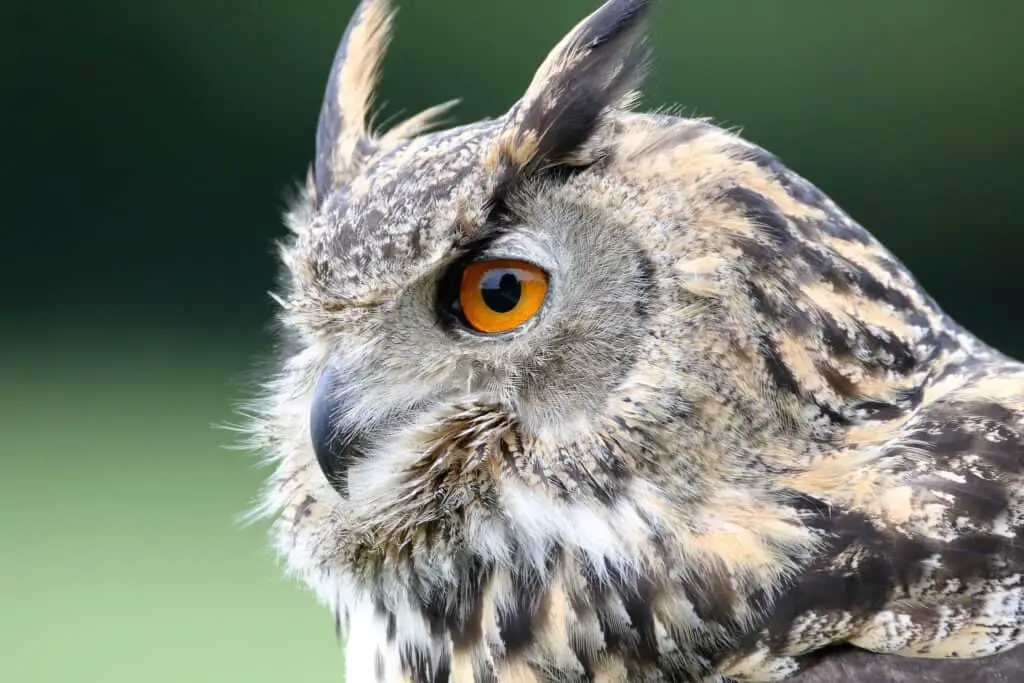 eurasian-eagle-owl-
