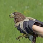 falconer holding bird with glove