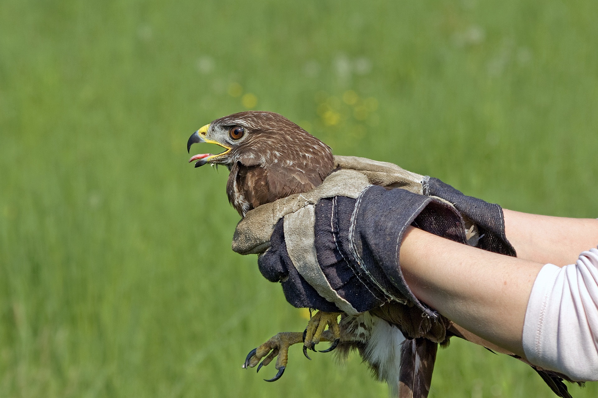 falconer holding bird with glove