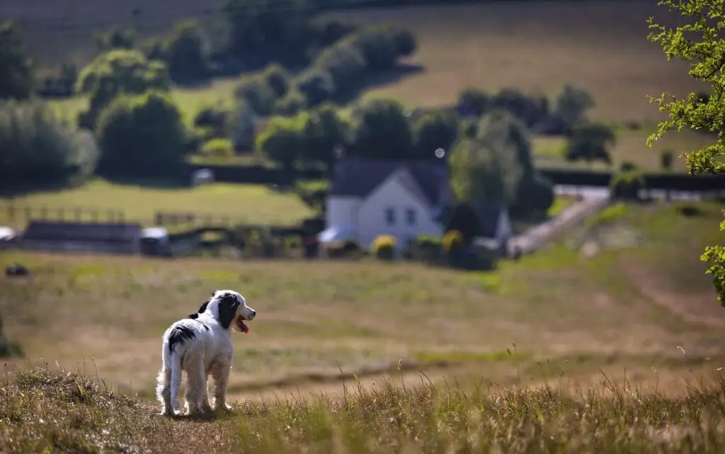 spaniel