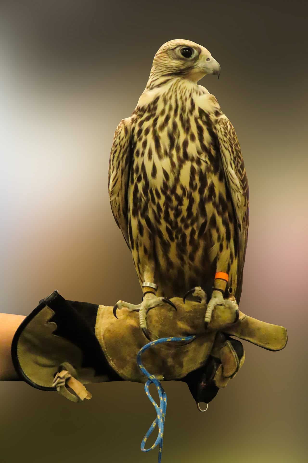 Understanding the Weight Requirements of Birds of Prey Falconry Advice