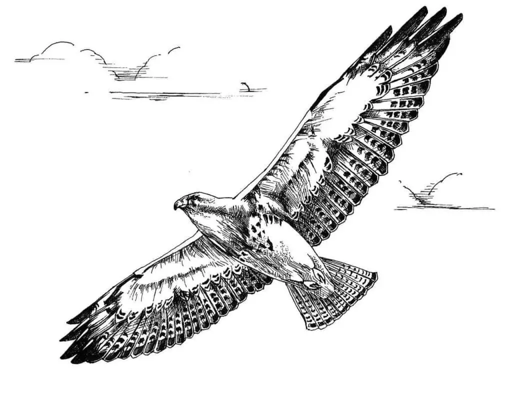 
swainsons-hawk