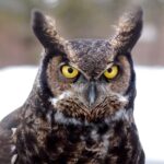 great-horned-owl