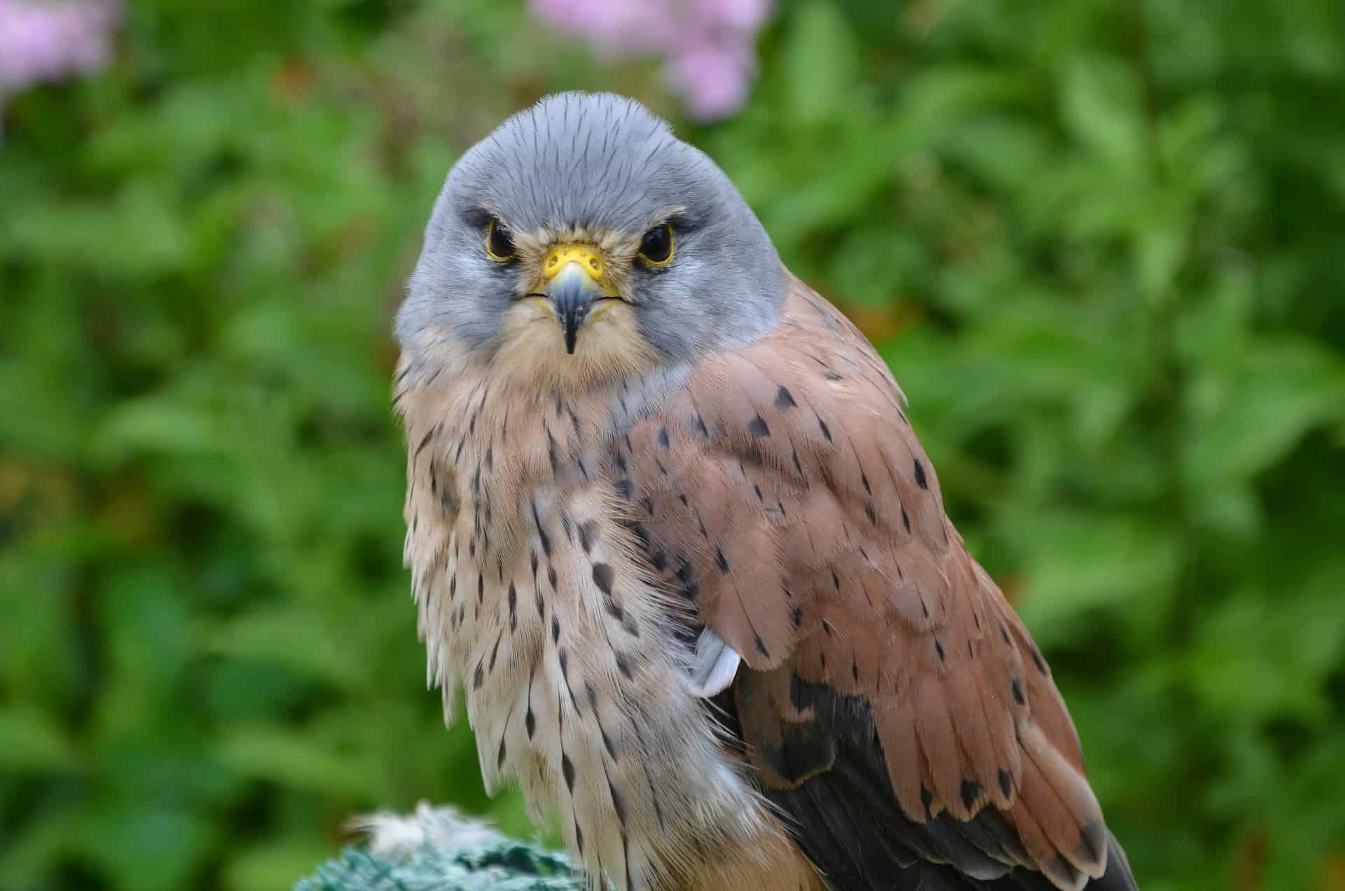 Close-up of a male Kestrel perched against a soft green backdrop of foliage, highlighting the intricate patterns of its feathers
