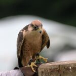 lanner-falcon perched on branch
