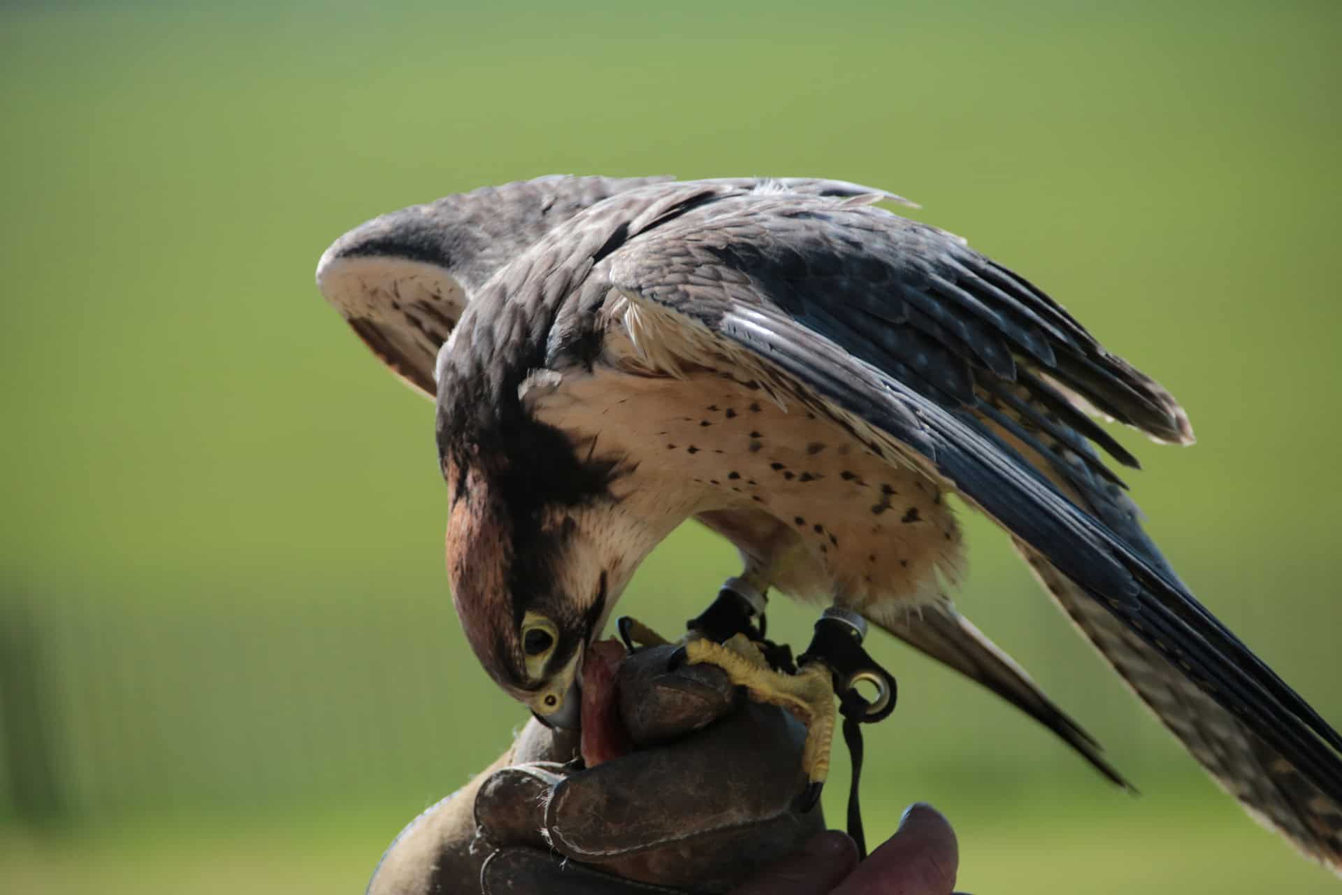 Lanner Falcon perched on a gloved hand, feeding.