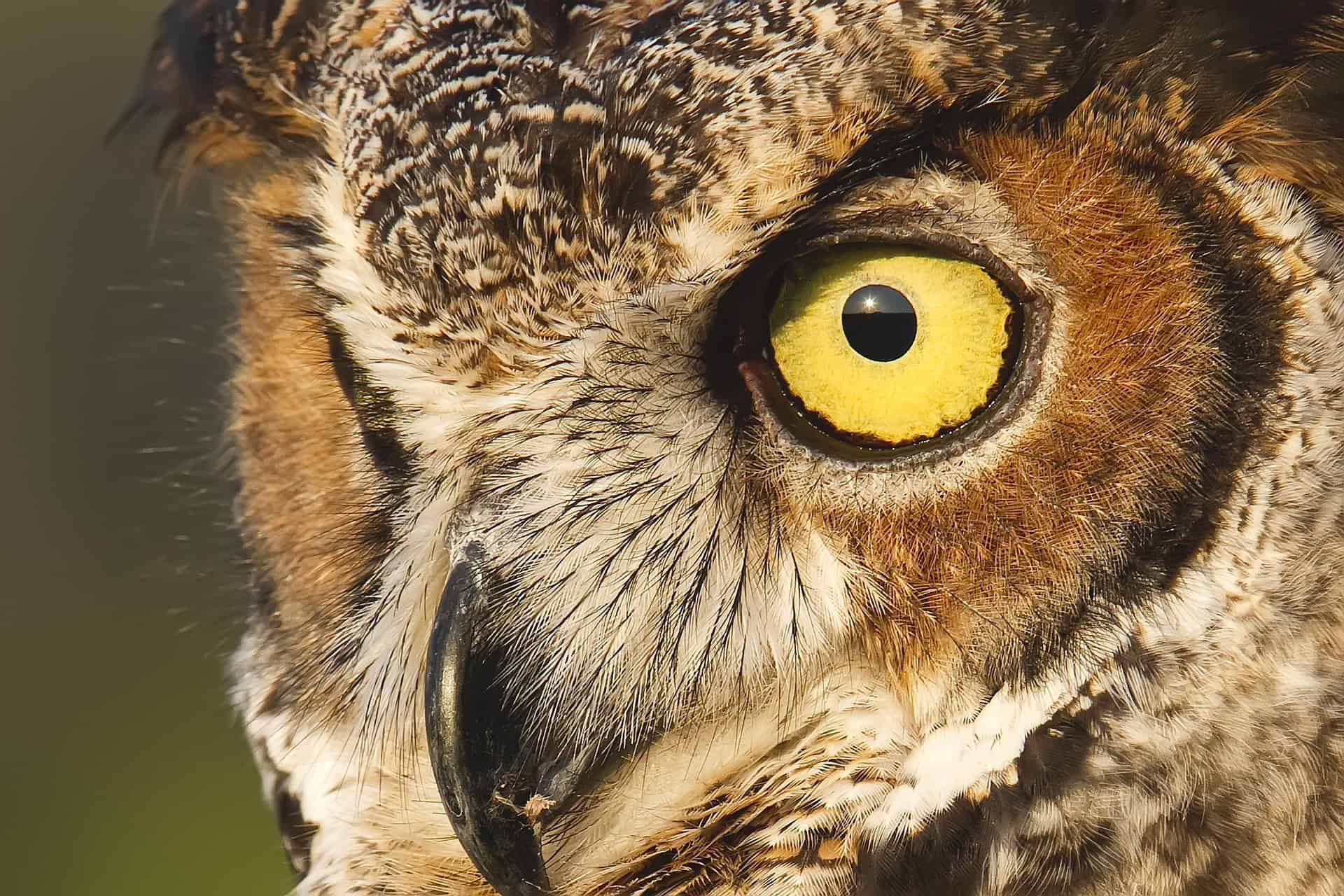 Detailed portrait of a Great Horned Owl, highlighting its sharp beak, feathery facial disk, and intense gaze.