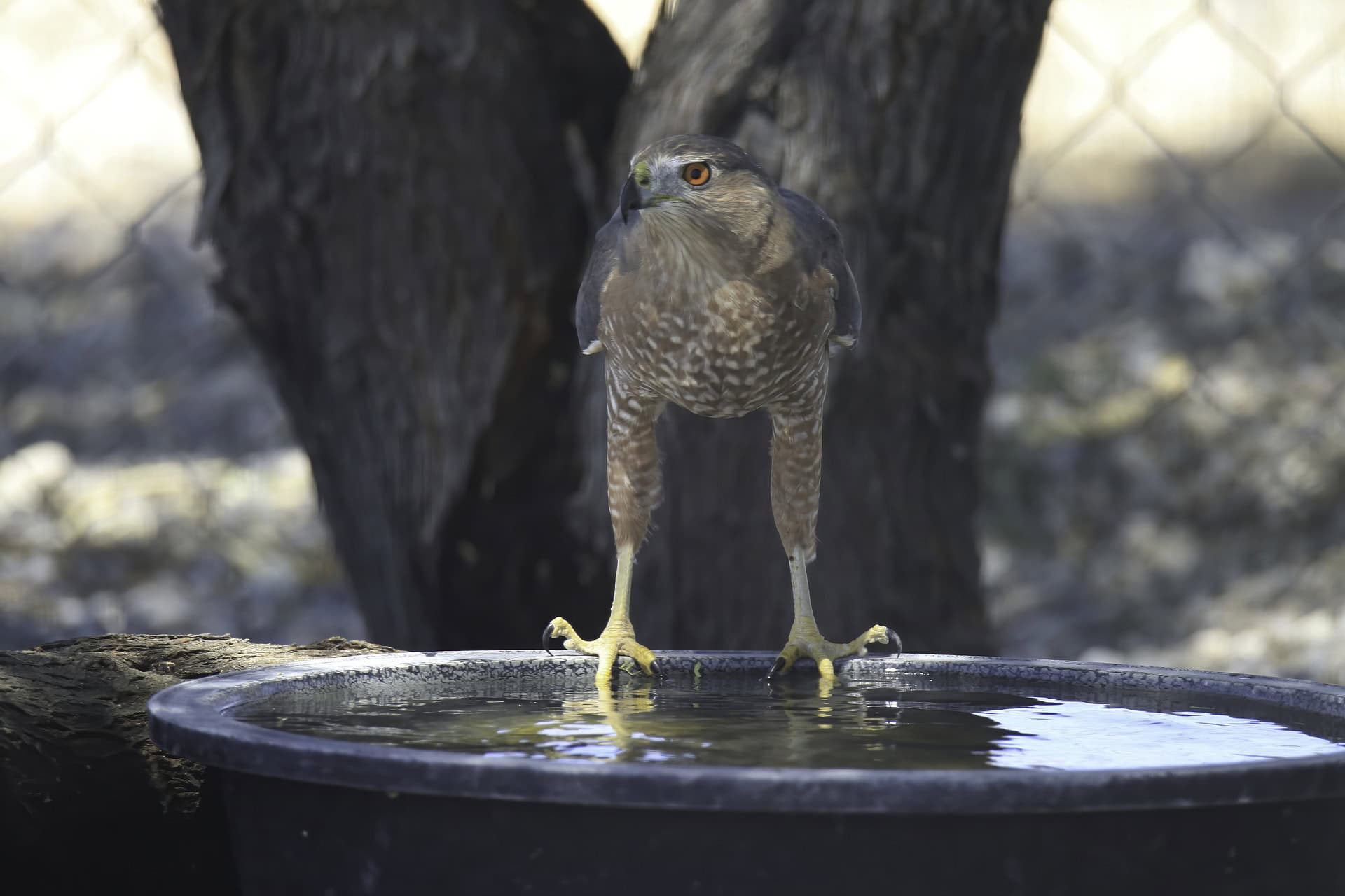 Sharp-shinned hawk drinking from a black water bowl, viewed from behind.