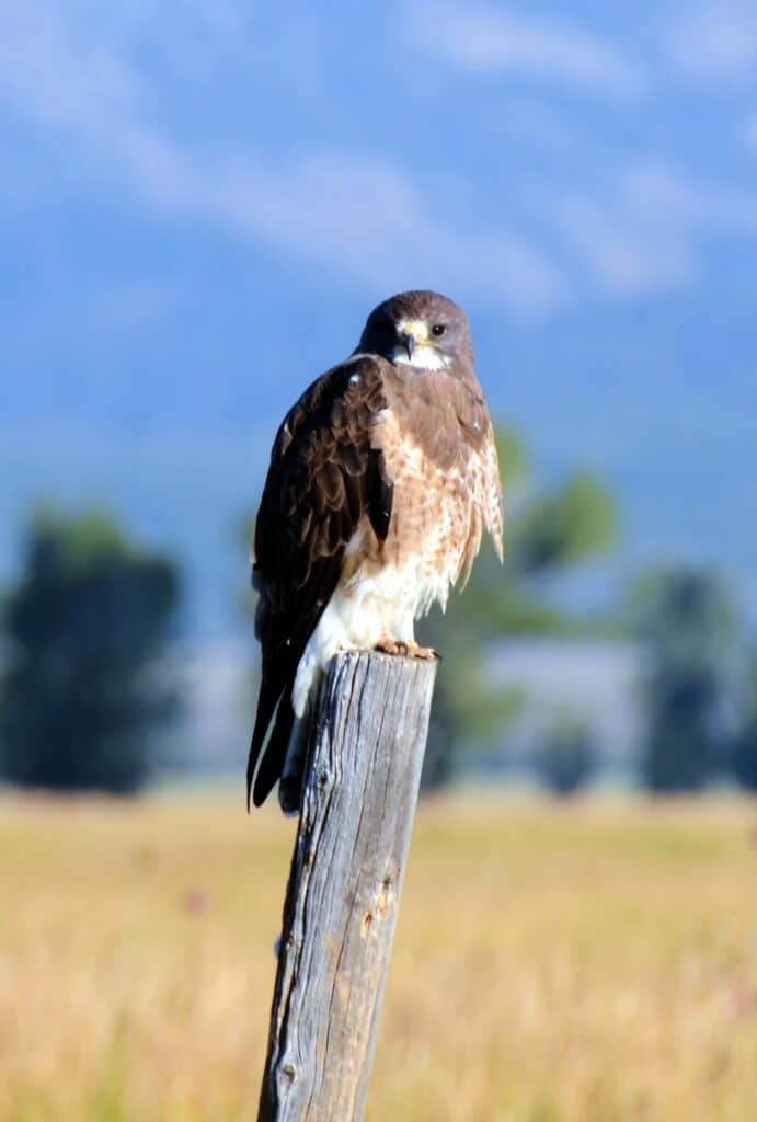 swainsons-hawk