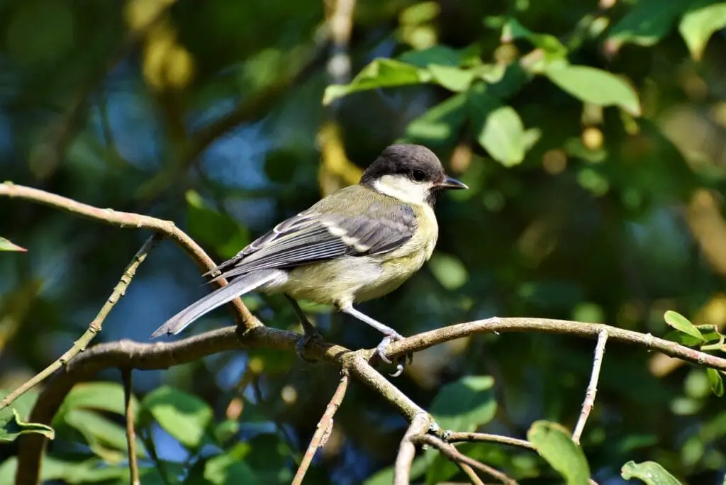 Song bird