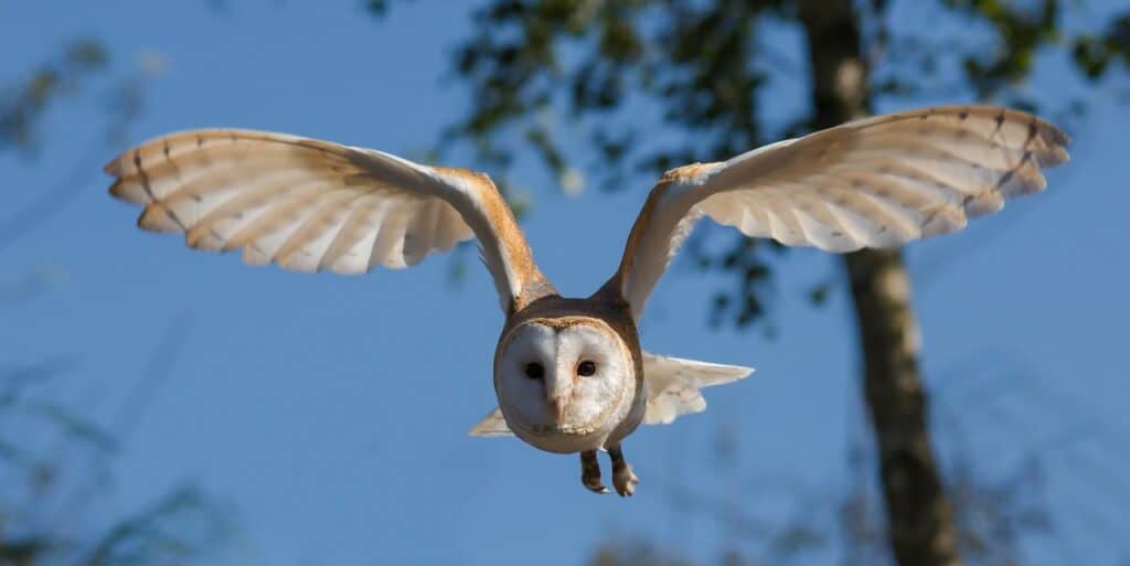 barn owl flying