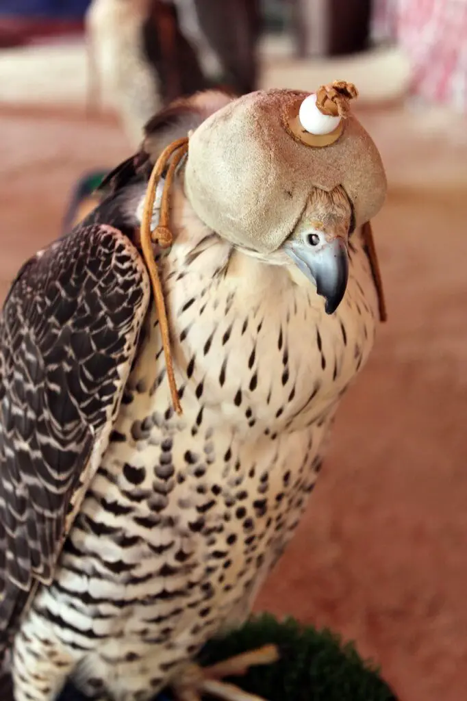 abrabic falconry hood