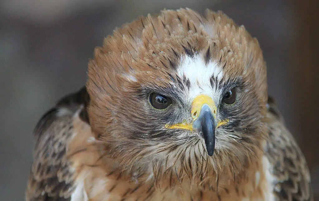 booted agle 