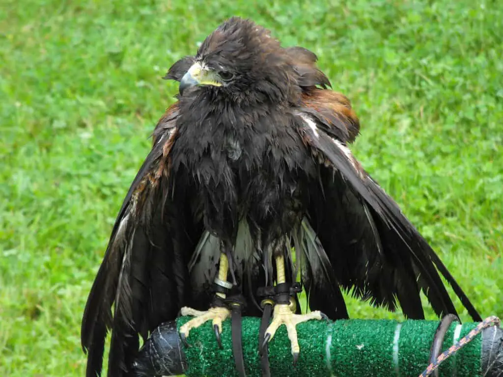 hawk on a perch