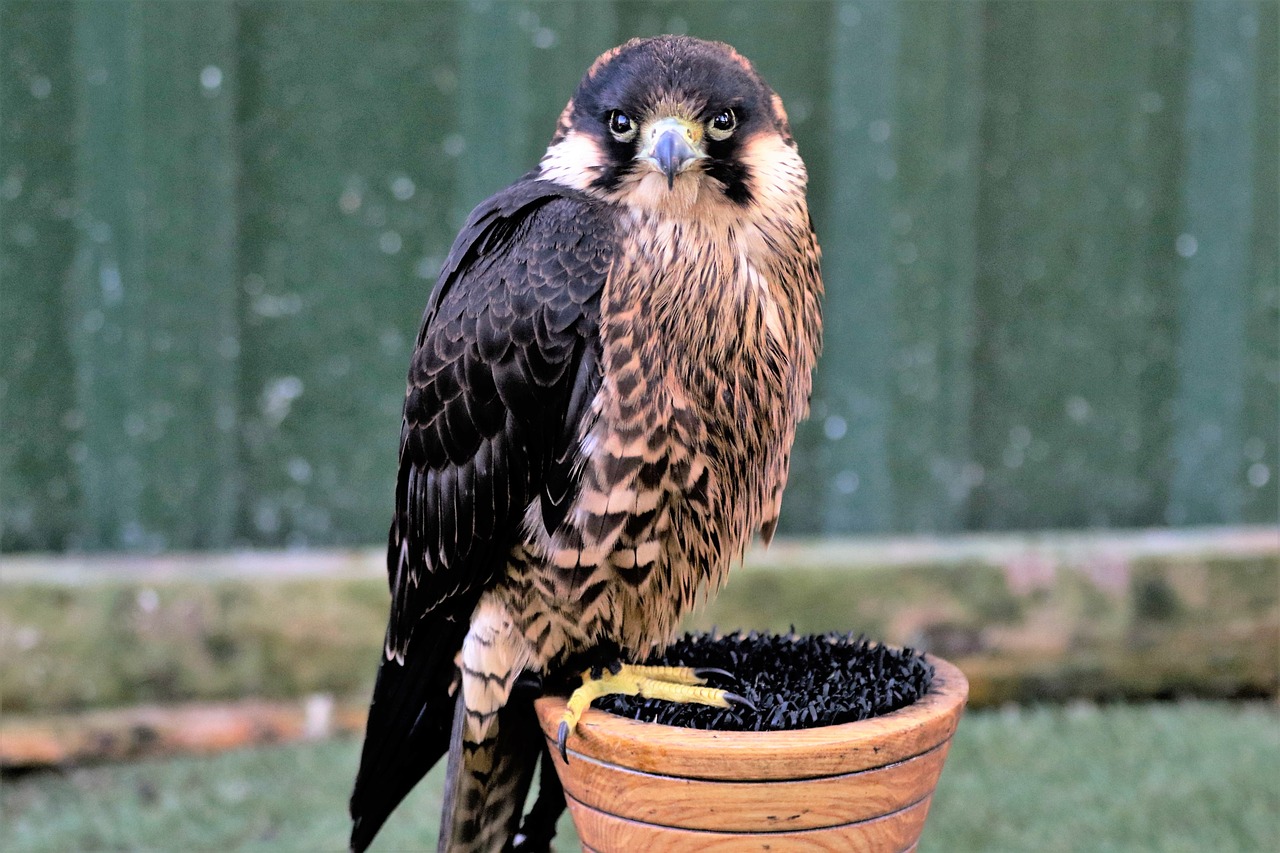 Are Male or Female Peregrine Falcons Better for Falconry? : A Complete ...