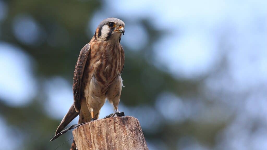 American Kestrel standing on a tree stump
