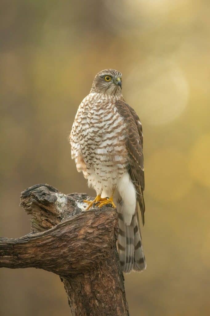 sparrowhawk