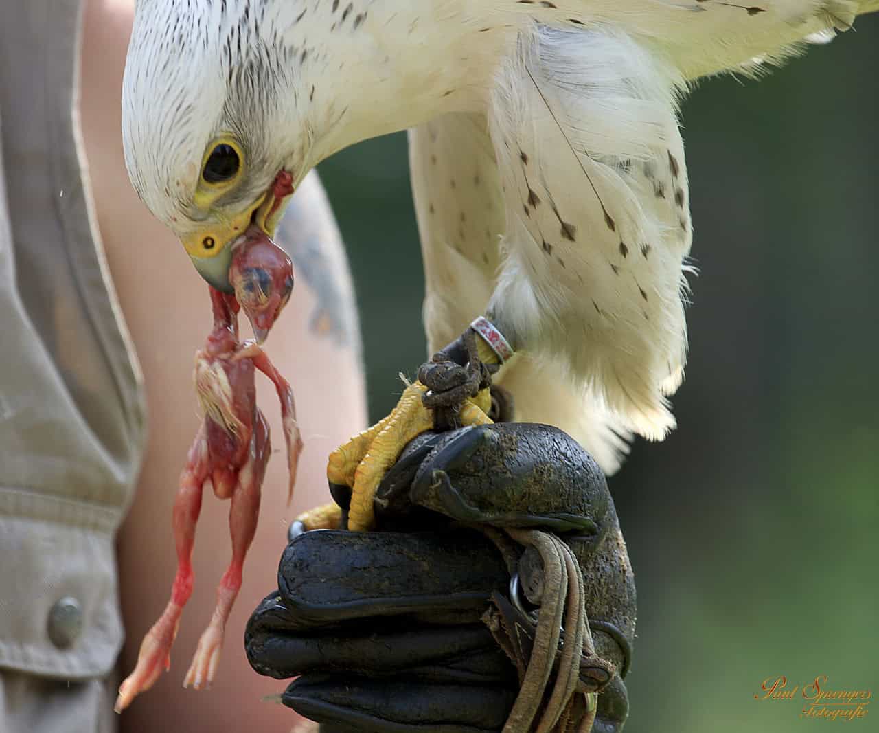 Close-up of a white gyrfalcon with black speckles, perched on a falconer's gloved hand and eating a small, bloody animal.