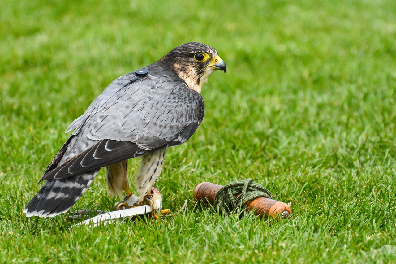 When to Separate Peregrine Falcon Chicks From Their Parents? - Falconry ...