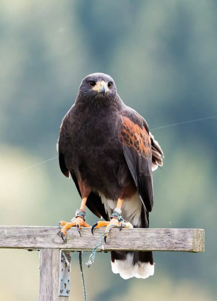 A Harris's hawk perched on a wooden beam, showcasing dark plumage with chestnut wings, sharp talons, and a blurred green background.