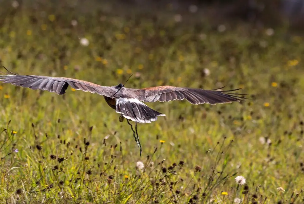 Desert buzzard flying low over a grassy field with wings outstretched.