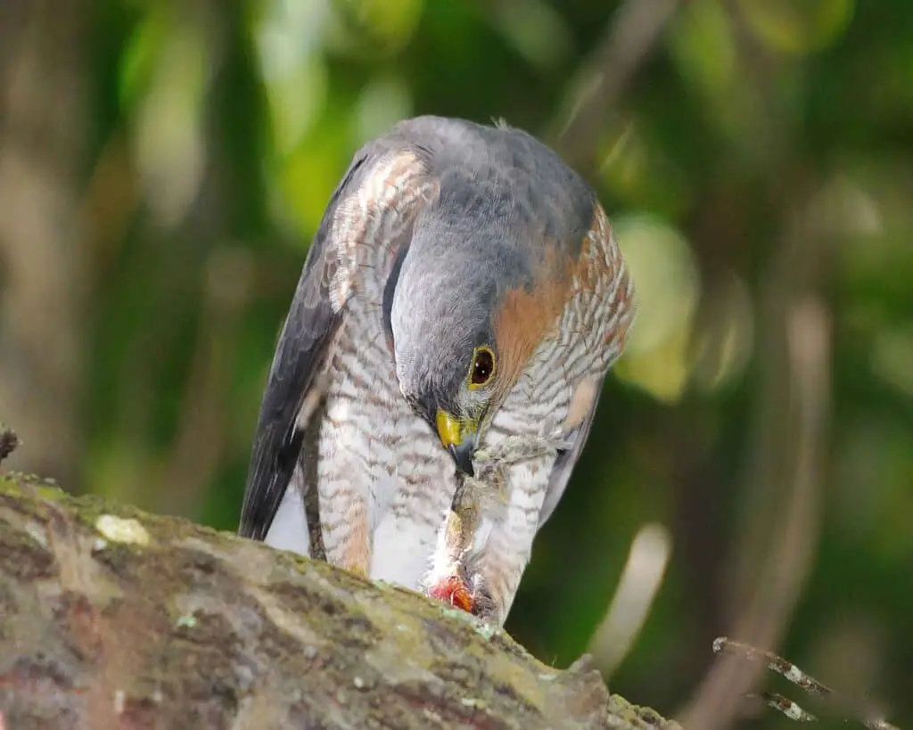 Hawk with grey and white plumage devouring a small animal.