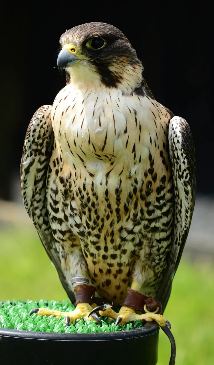 Peregrine Falcon Kite Training - Step-by-Step Guide - Falconry Advice