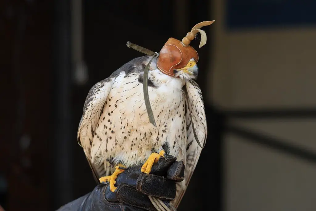 Peregrine Falcon Recall Training - Step-by-Step Guide - Falconry Advice