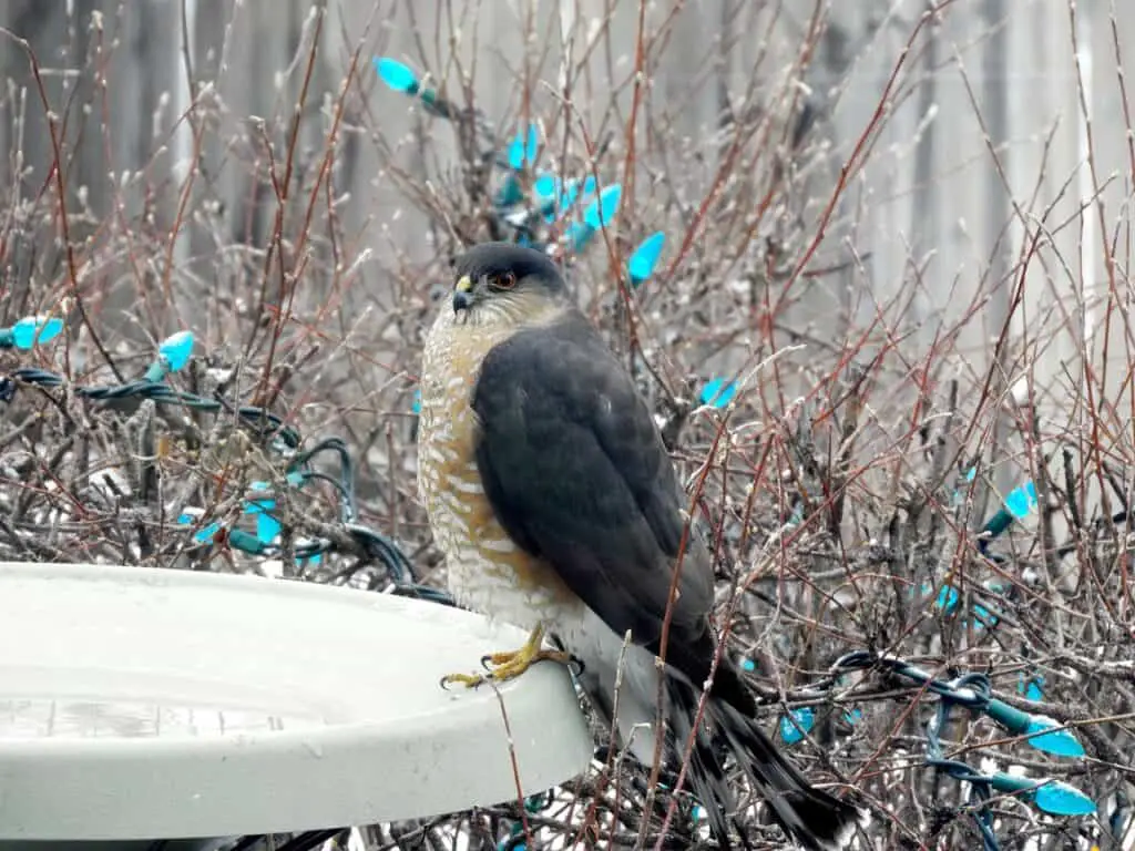harp-shinned hawk perched on a bird bath with wintery background.