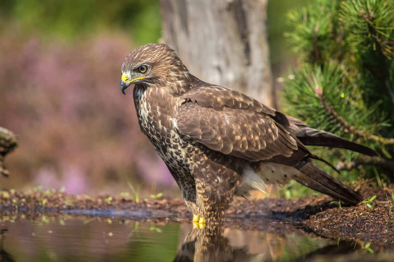 sparrowhawk standing by a pool of water, reflected in the surface.