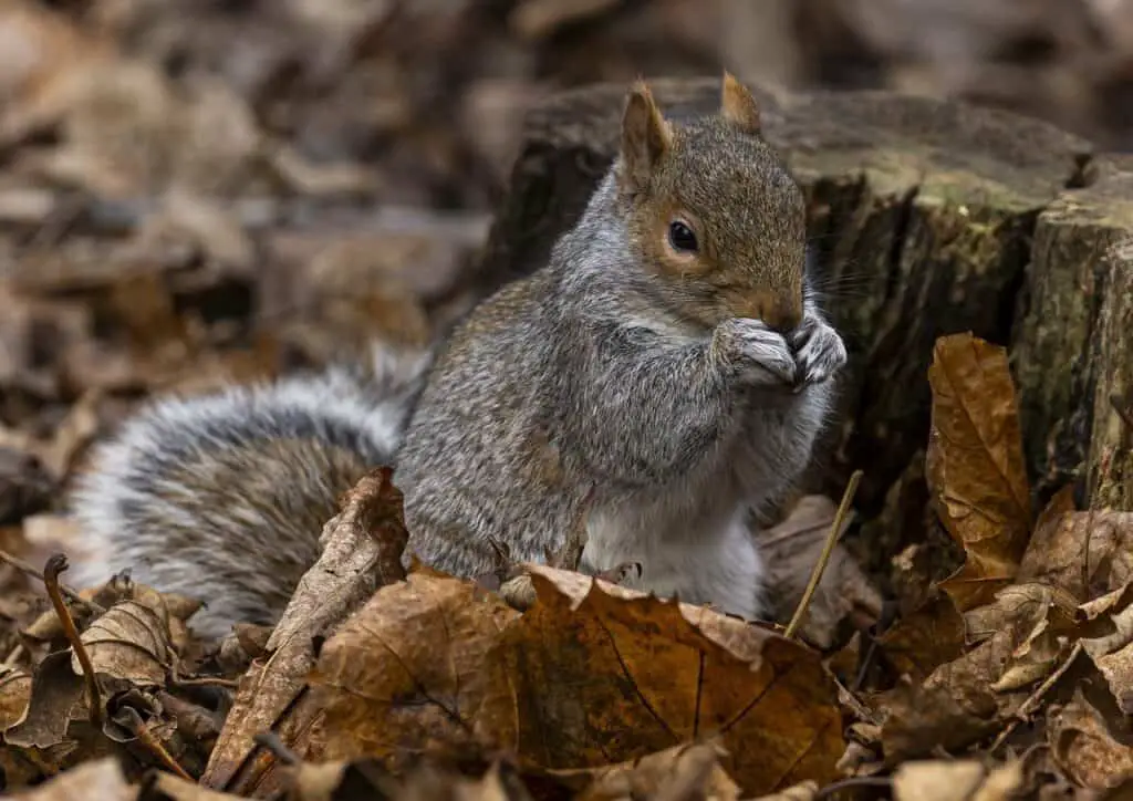 squirrel in forrest