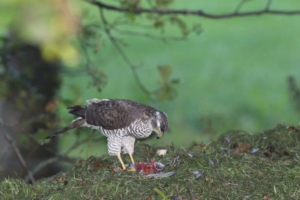 A sparrowhawk standing on grass, feeding on its prey with feathers and remains visible around it.