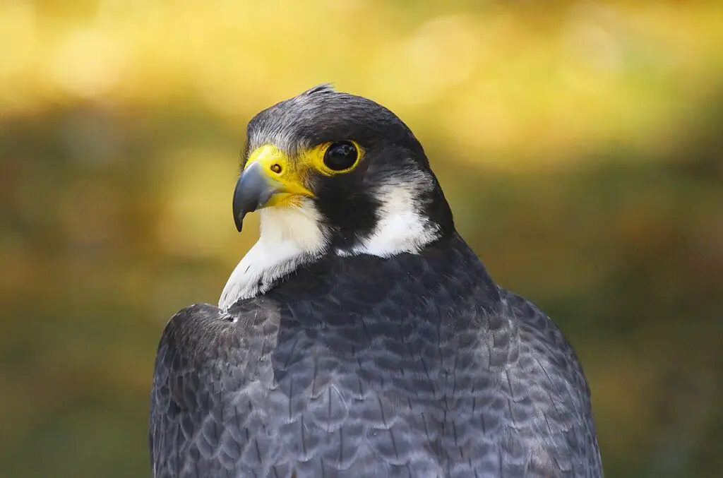 Pros & Cons of Choosing a Gyrfalcon for Falconry - Falconry Advice