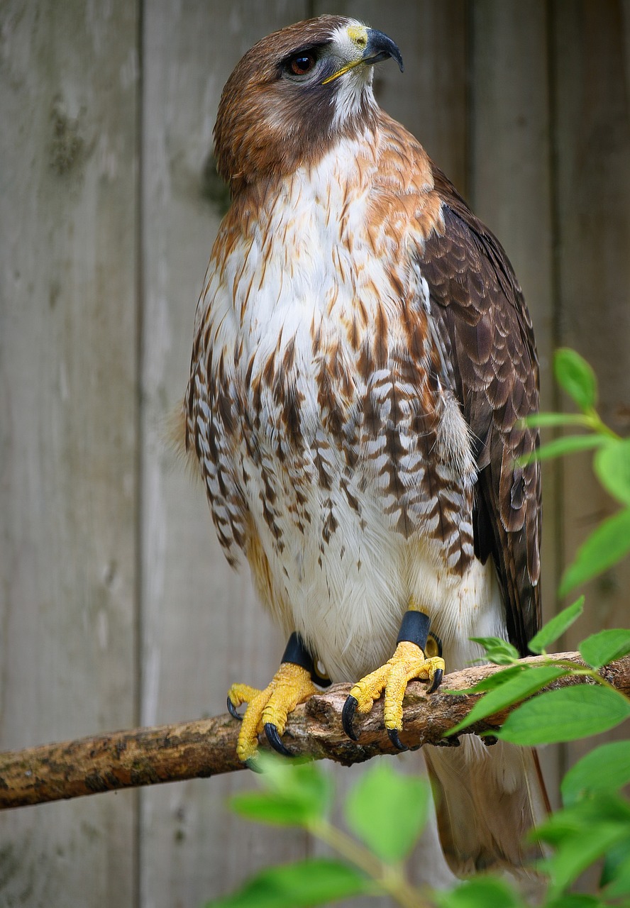 Red-Tailed Hawks Size - Falconry Advice