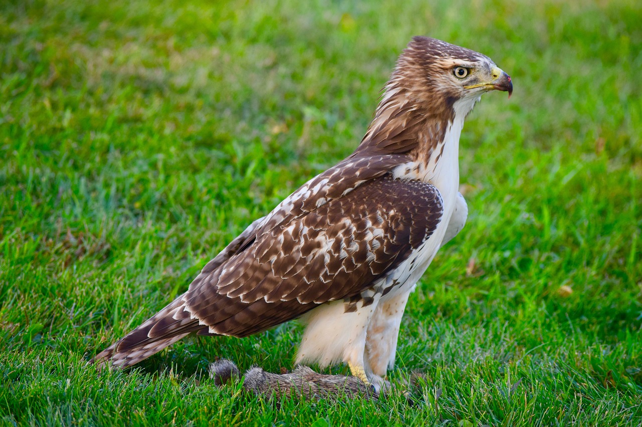 How To Train a Red-Tailed Hawk - Falconry Advice