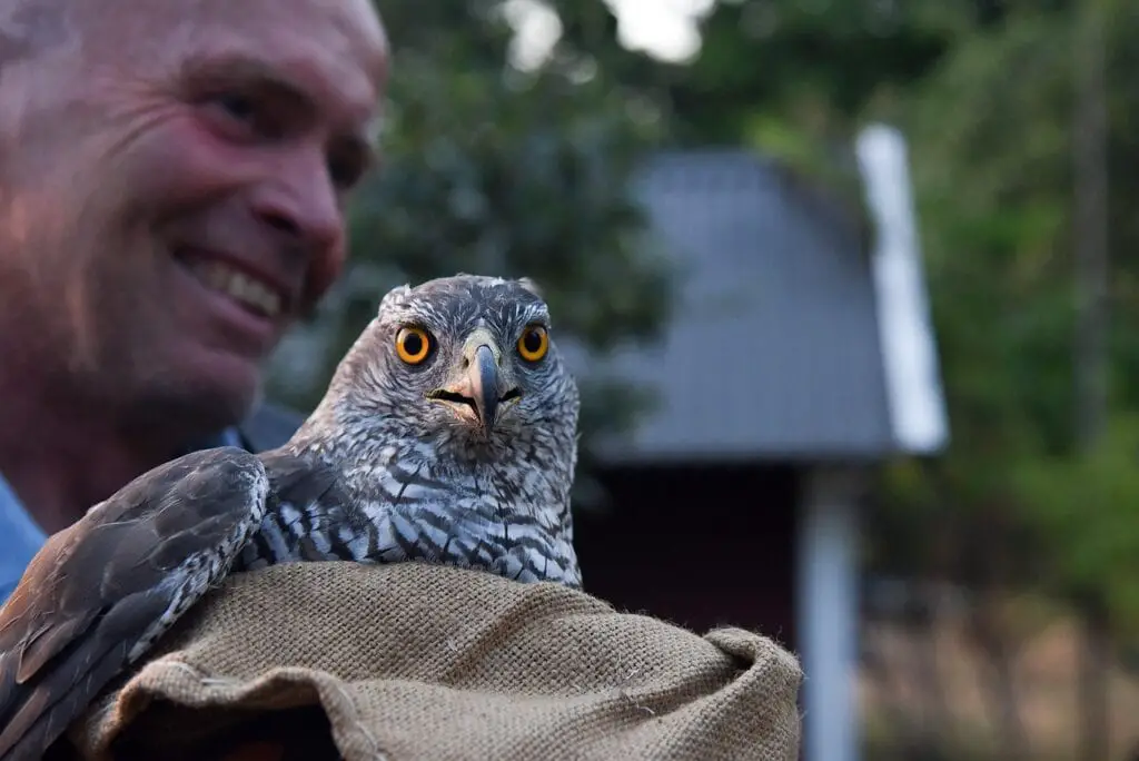 goshawk