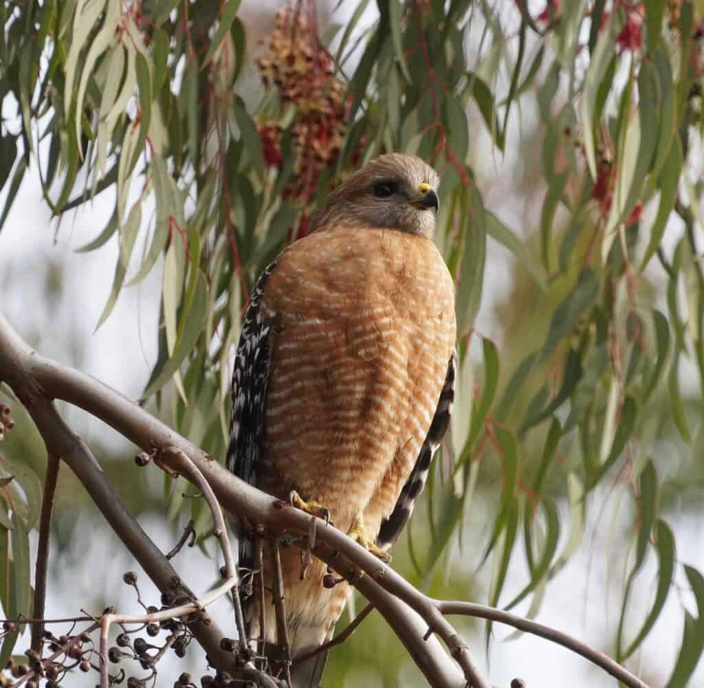 A red-shouldered hawk perched on a tree branch, displaying its reddish-brown, barred chest and black-and-white patterned wings. The background features green eucalyptus leaves and clusters of reddish seed pods.

