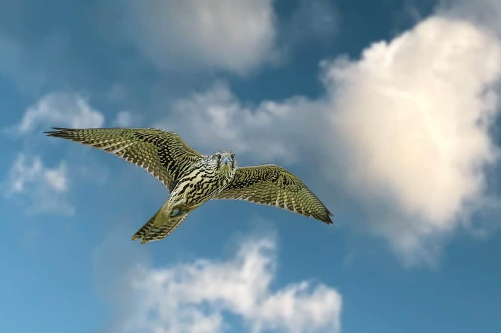 A saker falcon in mid-flight with its wings fully spread, displaying intricate brown and white feather patterns. The bird is set against a vibrant blue sky with scattered white clouds.