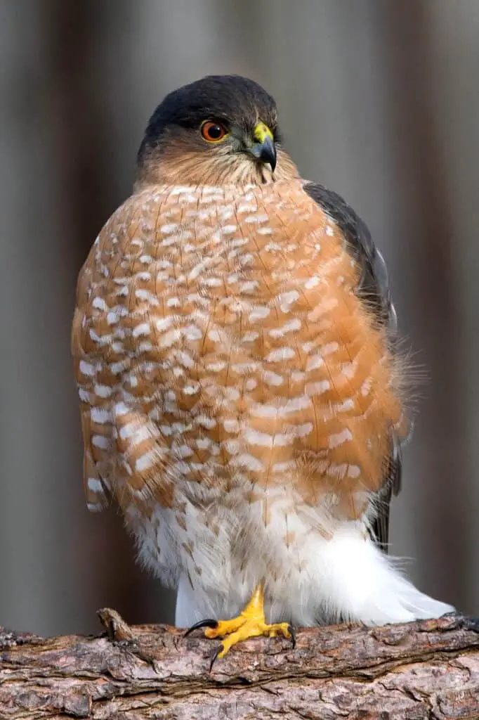 Sharp Shinned HAwk