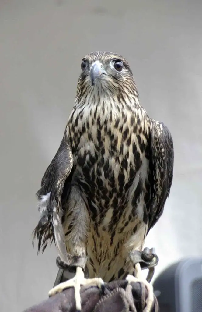columbarius