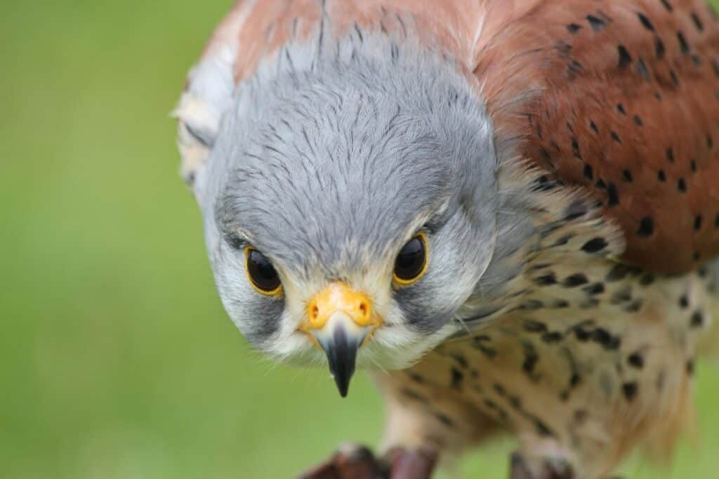 Kestrel with grey head and brown speckled plumage looking intently downward