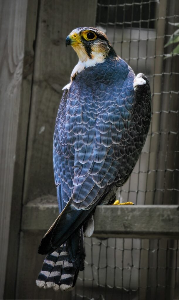 Lanner falcon with blue and grey plumage