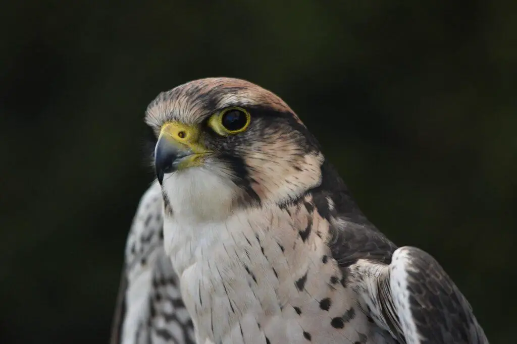 merlin with black background