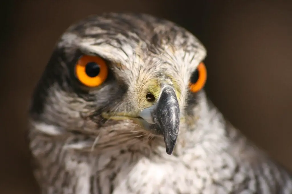 northern-goshawk upcloase